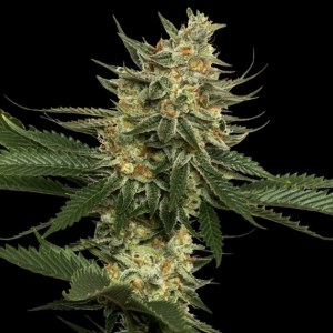 reserva_privada_tangie_regular
