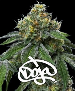 rs11_banana_og_fem