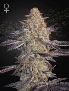 super_lemon_haze_rs11_fem