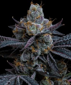 white_runtz_fem